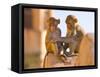 Monkeys at Tiger Fort, Jaipur, Rajasthan, India, Asia-Ben Pipe-Framed Stretched Canvas