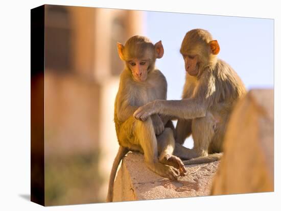 Monkeys at Tiger Fort, Jaipur, Rajasthan, India, Asia-Ben Pipe-Stretched Canvas