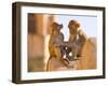 Monkeys at Tiger Fort, Jaipur, Rajasthan, India, Asia-Ben Pipe-Framed Photographic Print