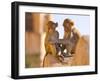 Monkeys at Tiger Fort, Jaipur, Rajasthan, India, Asia-Ben Pipe-Framed Photographic Print