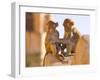 Monkeys at Tiger Fort, Jaipur, Rajasthan, India, Asia-Ben Pipe-Framed Photographic Print