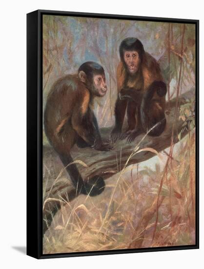 Monkeys, Capuchins, Swan-Cuthbert Swan-Framed Stretched Canvas