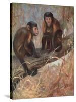 Monkeys, Capuchins, Swan-Cuthbert Swan-Stretched Canvas