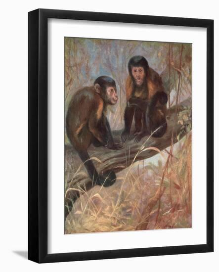 Monkeys, Capuchins, Swan-Cuthbert Swan-Framed Art Print