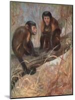 Monkeys, Capuchins, Swan-Cuthbert Swan-Mounted Art Print
