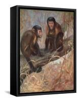 Monkeys, Capuchins, Swan-Cuthbert Swan-Framed Stretched Canvas