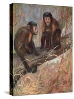 Monkeys, Capuchins, Swan-Cuthbert Swan-Stretched Canvas