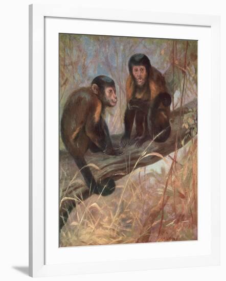 Monkeys, Capuchins, Swan-Cuthbert Swan-Framed Art Print