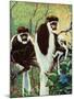 Monkeys - Child Life-Jack Murray-Mounted Giclee Print