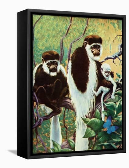 Monkeys - Child Life-Jack Murray-Framed Stretched Canvas
