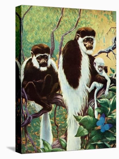 Monkeys - Child Life-Jack Murray-Stretched Canvas