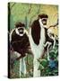 Monkeys - Child Life-Jack Murray-Stretched Canvas