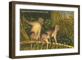 Monkeys, Florida-null-Framed Art Print