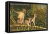 Monkeys, Florida-null-Framed Stretched Canvas