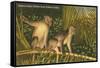 Monkeys, Florida-null-Framed Stretched Canvas