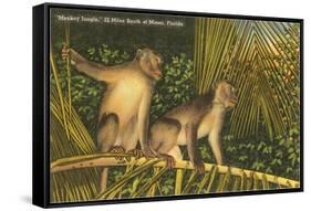 Monkeys, Florida-null-Framed Stretched Canvas
