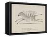 Monkeys Riding a Zebra, Nonsense Botany Animals and Other Poems Written and Drawn by Edward Lear-Edward Lear-Framed Stretched Canvas