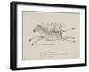 Monkeys Riding a Zebra, Nonsense Botany Animals and Other Poems Written and Drawn by Edward Lear-Edward Lear-Framed Giclee Print