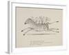 Monkeys Riding a Zebra, Nonsense Botany Animals and Other Poems Written and Drawn by Edward Lear-Edward Lear-Framed Giclee Print