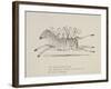 Monkeys Riding a Zebra, Nonsense Botany Animals and Other Poems Written and Drawn by Edward Lear-Edward Lear-Framed Giclee Print