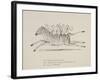 Monkeys Riding a Zebra, Nonsense Botany Animals and Other Poems Written and Drawn by Edward Lear-Edward Lear-Framed Giclee Print