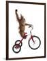 Monkeys Riding Bikes #2-J Hovenstine Studios-Framed Premium Giclee Print