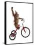 Monkeys Riding Bikes #2-J Hovenstine Studios-Framed Stretched Canvas