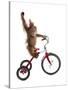 Monkeys Riding Bikes #2-J Hovenstine Studios-Stretched Canvas