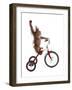 Monkeys Riding Bikes #2-J Hovenstine Studios-Framed Giclee Print