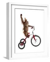 Monkeys Riding Bikes #2-J Hovenstine Studios-Framed Giclee Print