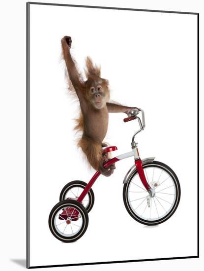 Monkeys Riding Bikes #2-J Hovenstine Studios-Mounted Giclee Print