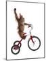 Monkeys Riding Bikes #2-J Hovenstine Studios-Mounted Giclee Print