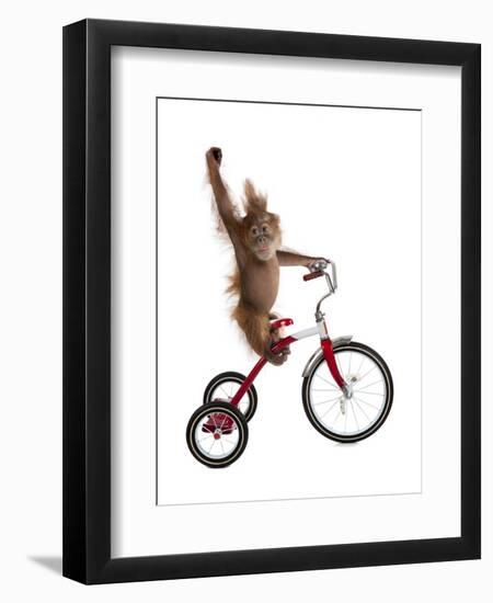 Monkeys Riding Bikes #2-J Hovenstine Studios-Framed Giclee Print