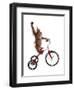 Monkeys Riding Bikes #2-J Hovenstine Studios-Framed Giclee Print