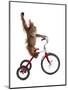 Monkeys Riding Bikes #2-J Hovenstine Studios-Mounted Premium Giclee Print