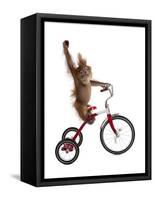 Monkeys Riding Bikes #2-J Hovenstine Studios-Framed Stretched Canvas