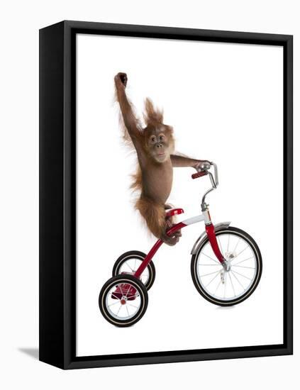 Monkeys Riding Bikes #2-J Hovenstine Studios-Framed Stretched Canvas