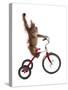 Monkeys Riding Bikes #2-J Hovenstine Studios-Stretched Canvas