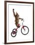 Monkeys Riding Bikes #2-J Hovenstine Studios-Framed Giclee Print