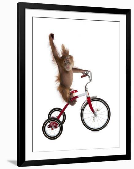 Monkeys Riding Bikes #2-J Hovenstine Studios-Framed Giclee Print
