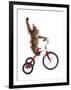 Monkeys Riding Bikes #2-J Hovenstine Studios-Framed Giclee Print