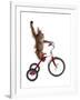 Monkeys Riding Bikes #2-J Hovenstine Studios-Framed Giclee Print