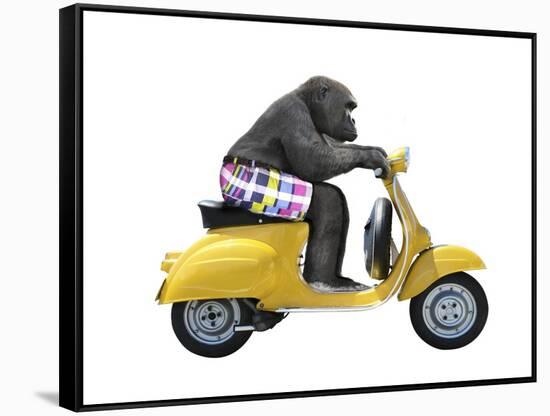 Monkeys Riding Bikes #4-J Hovenstine Studios-Framed Stretched Canvas