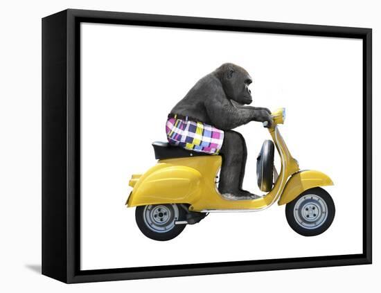 Monkeys Riding Bikes #4-J Hovenstine Studios-Framed Stretched Canvas