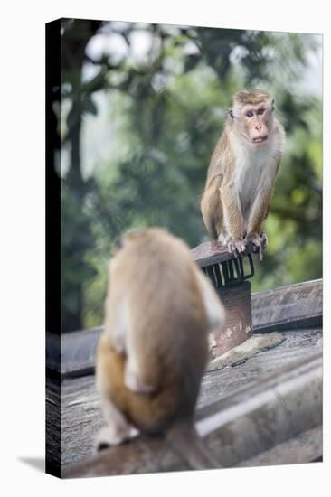 Monkeys, Royal Rock Temple, Dambulla, Sri Lanka, Asia-Charlie-Stretched Canvas
