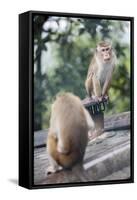 Monkeys, Royal Rock Temple, Dambulla, Sri Lanka, Asia-Charlie-Framed Stretched Canvas