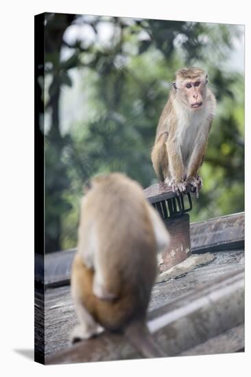 Monkeys, Royal Rock Temple, Dambulla, Sri Lanka, Asia-Charlie-Stretched Canvas