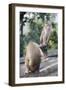 Monkeys, Royal Rock Temple, Dambulla, Sri Lanka, Asia-Charlie-Framed Photographic Print