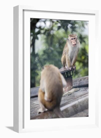 Monkeys, Royal Rock Temple, Dambulla, Sri Lanka, Asia-Charlie-Framed Photographic Print