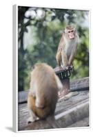 Monkeys, Royal Rock Temple, Dambulla, Sri Lanka, Asia-Charlie-Framed Photographic Print